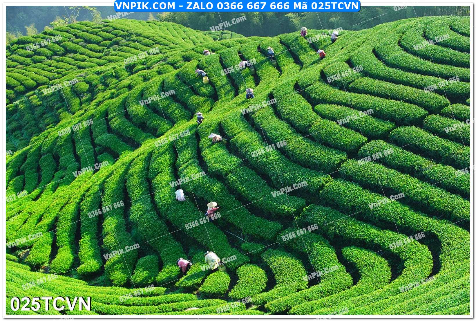 Mẫu tranh thắng cảnh việt nam mã file 025TCVN