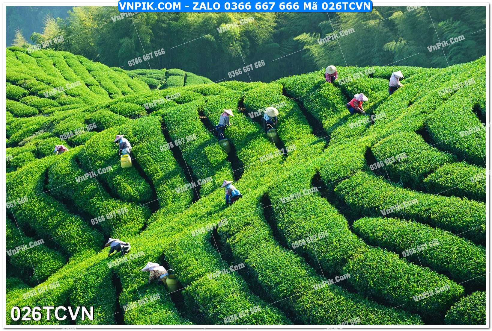 Mẫu tranh thắng cảnh việt nam mã file 026TCVN