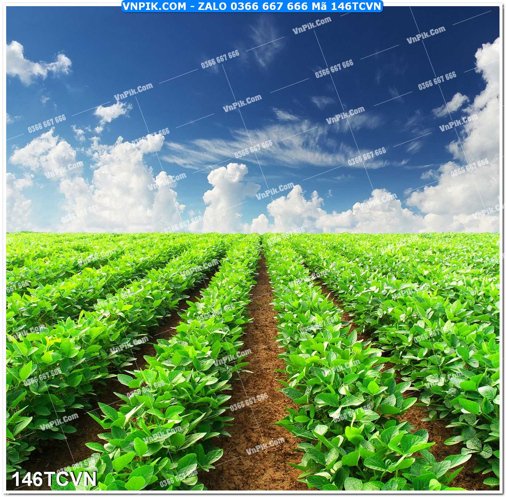 Mẫu tranh thắng cảnh việt nam mã file 146TCVN