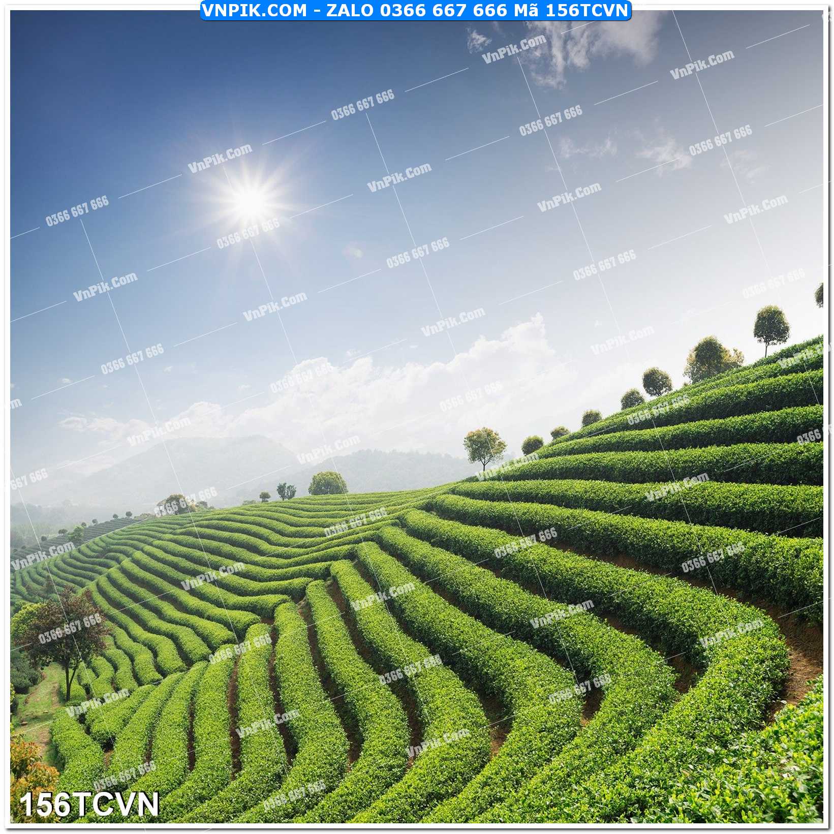 Mẫu tranh thắng cảnh việt nam mã file 156TCVN