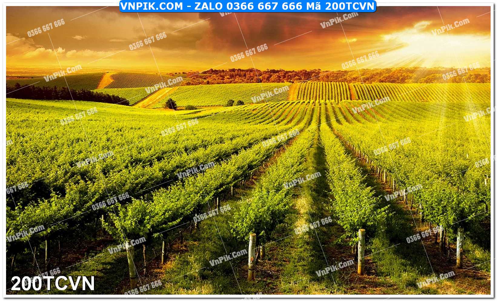 Mẫu tranh thắng cảnh việt nam mã file 200TCVN