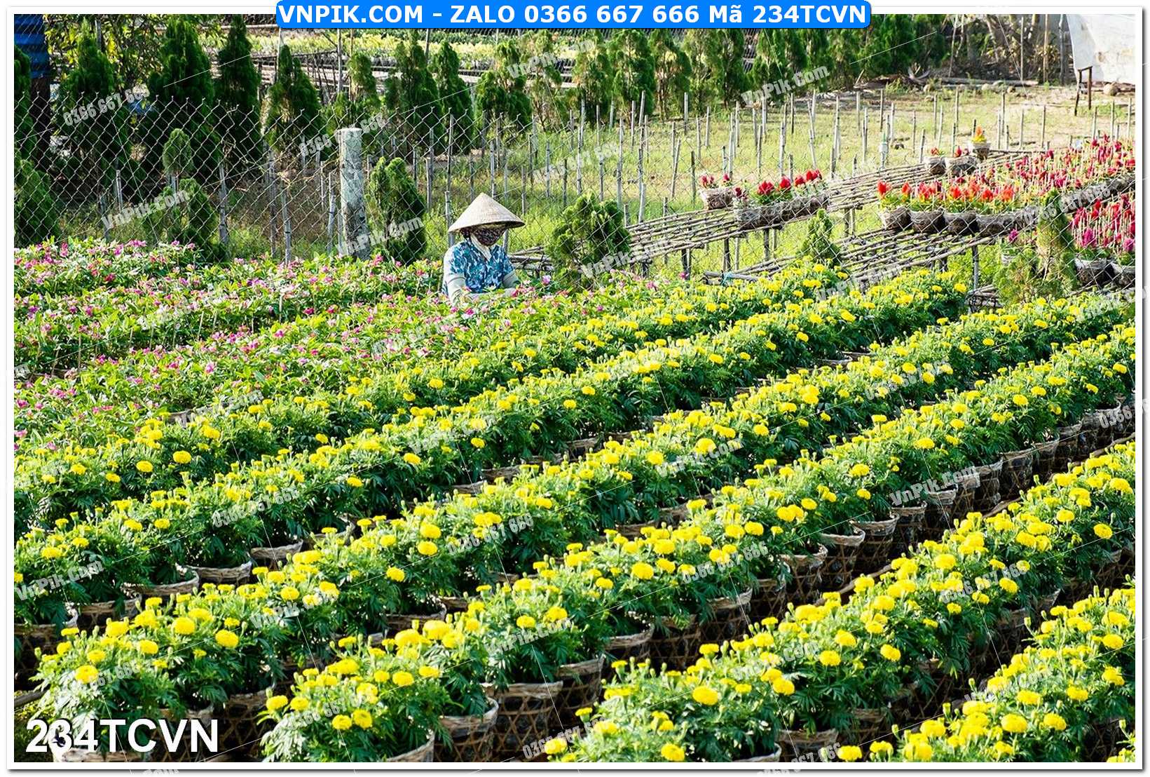Mẫu tranh thắng cảnh việt nam mã file 234TCVN