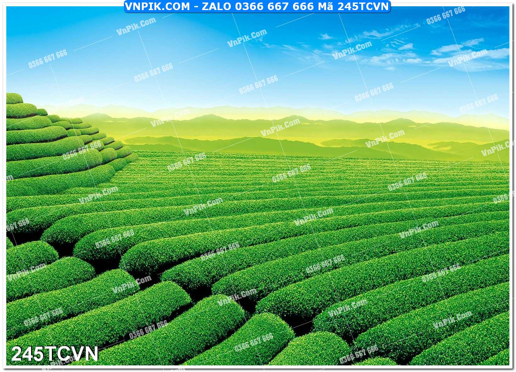Mẫu tranh thắng cảnh việt nam mã file 245TCVN