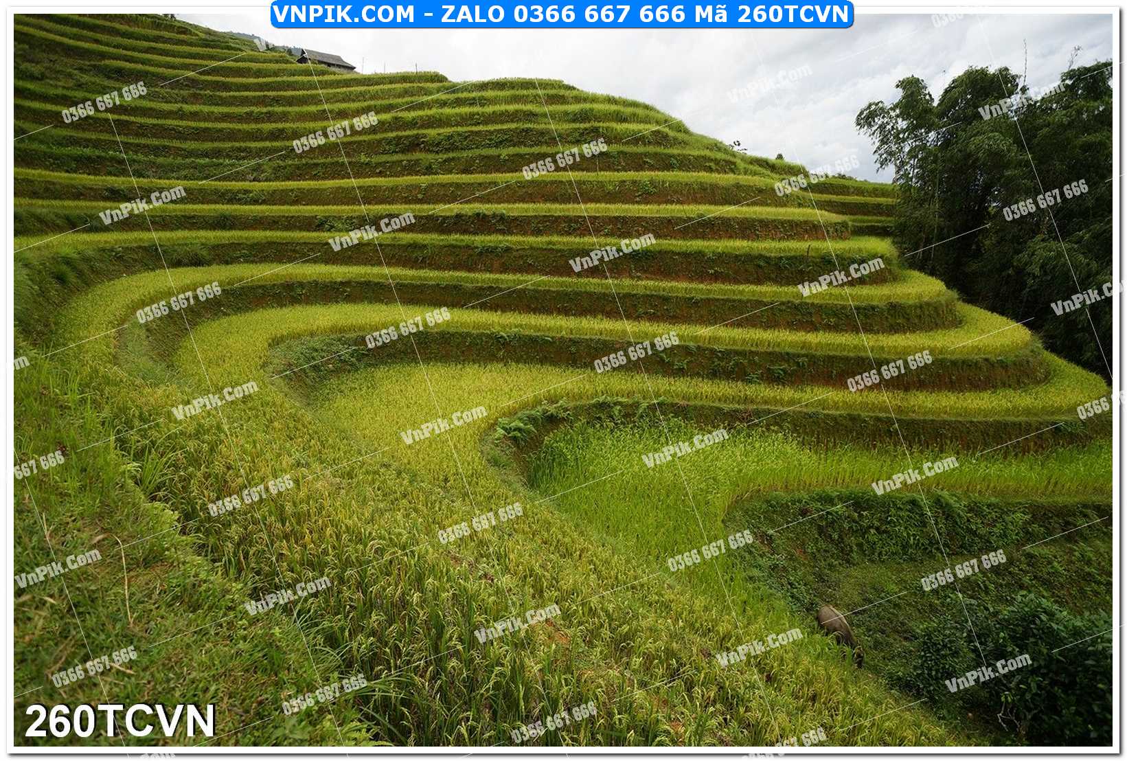 Mẫu tranh thắng cảnh việt nam mã file 260TCVN