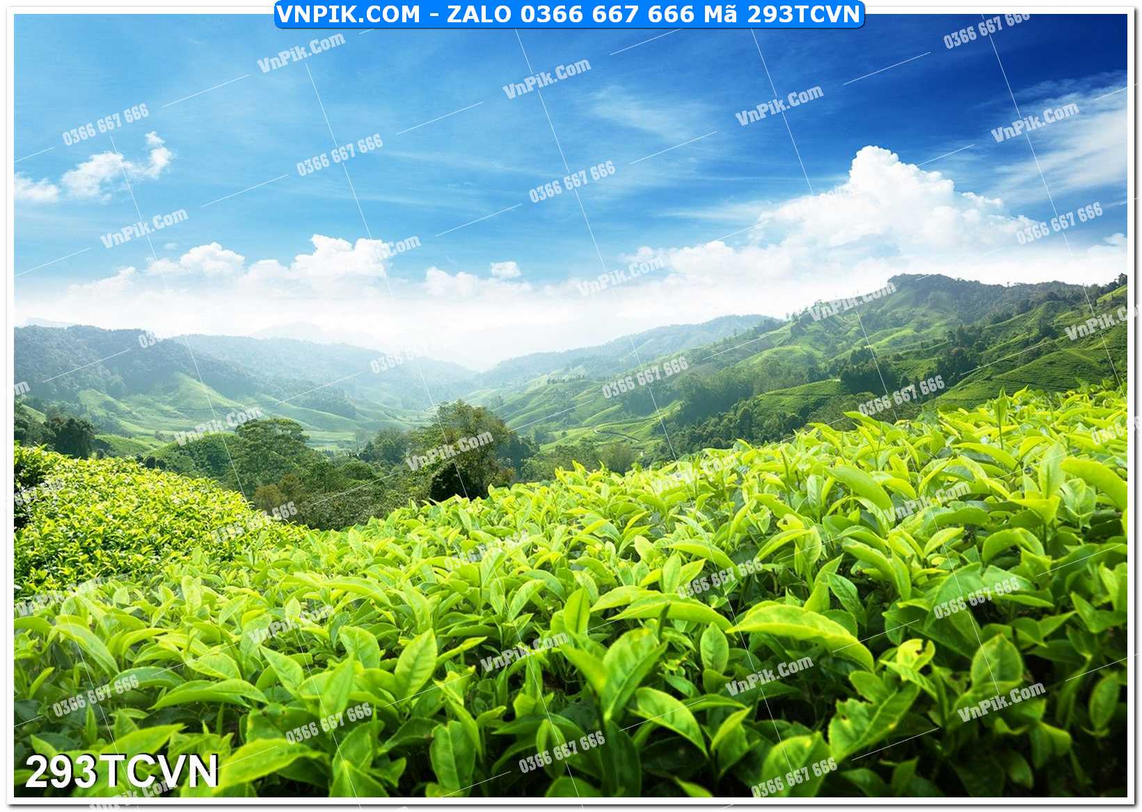 Mẫu tranh thắng cảnh việt nam mã file 293TCVN