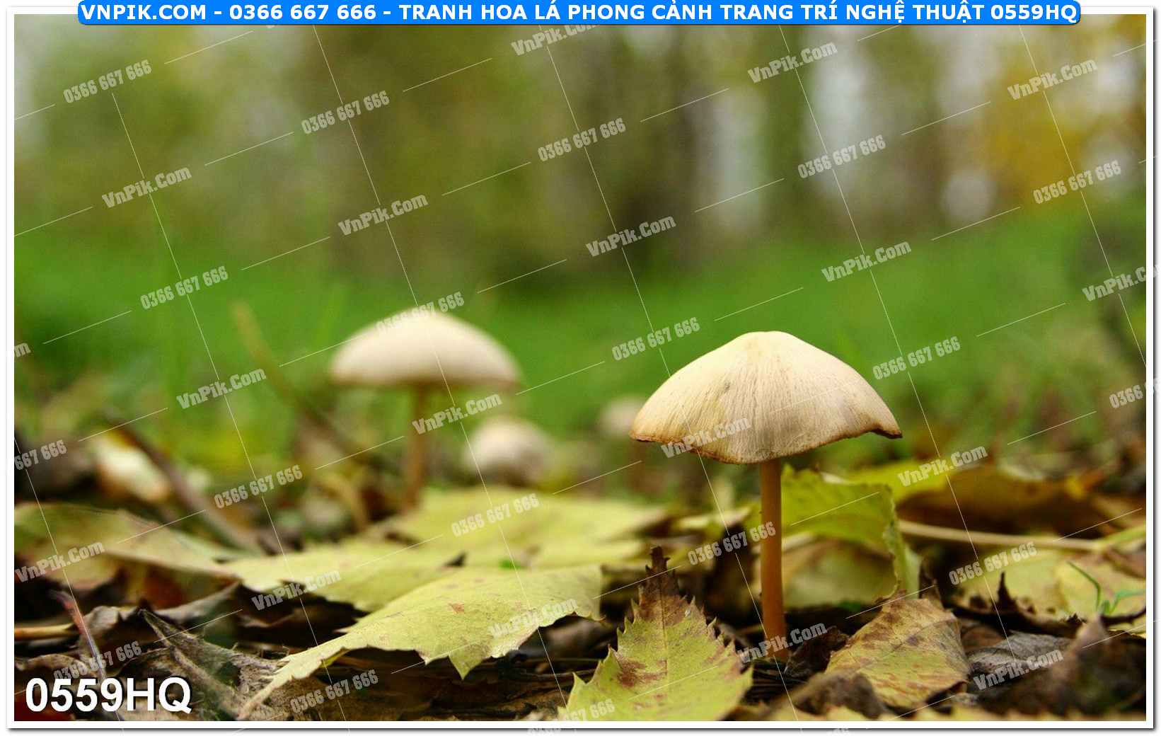 Tranh hoa lá phong cảnh trang trí nghệ thuật 0559HQ