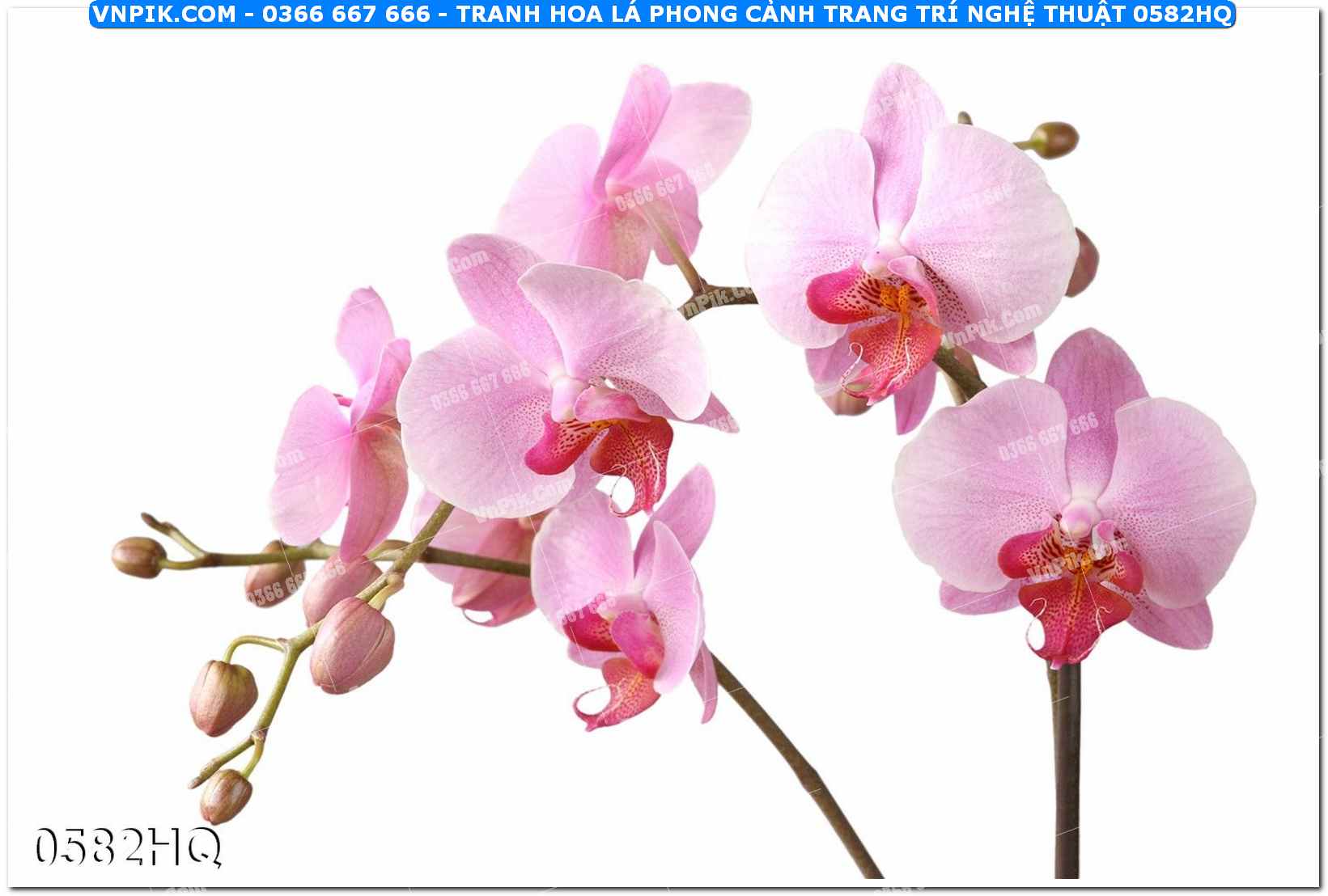 Tranh hoa lá phong cảnh trang trí nghệ thuật 0582HQ