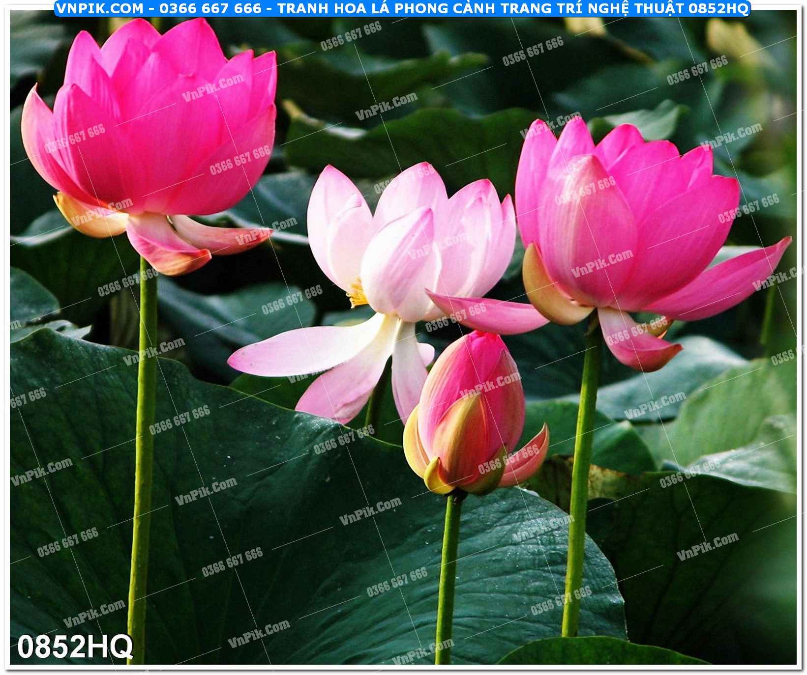 Tranh hoa lá phong cảnh trang trí nghệ thuật 0852HQ