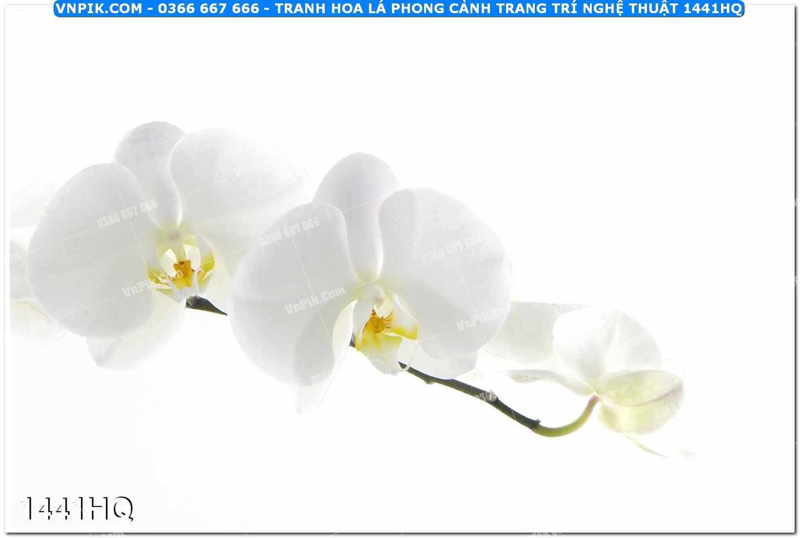 Tranh hoa lá phong cảnh trang trí nghệ thuật 1441HQ