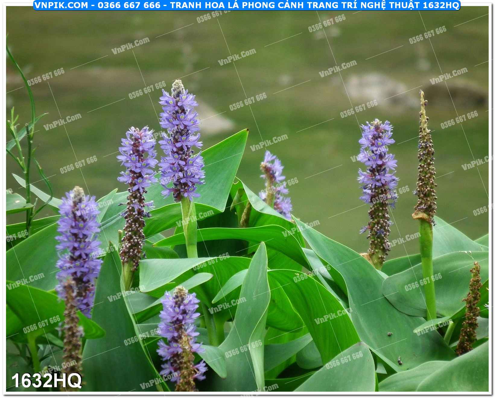 Tranh hoa lá phong cảnh trang trí nghệ thuật 1632HQ