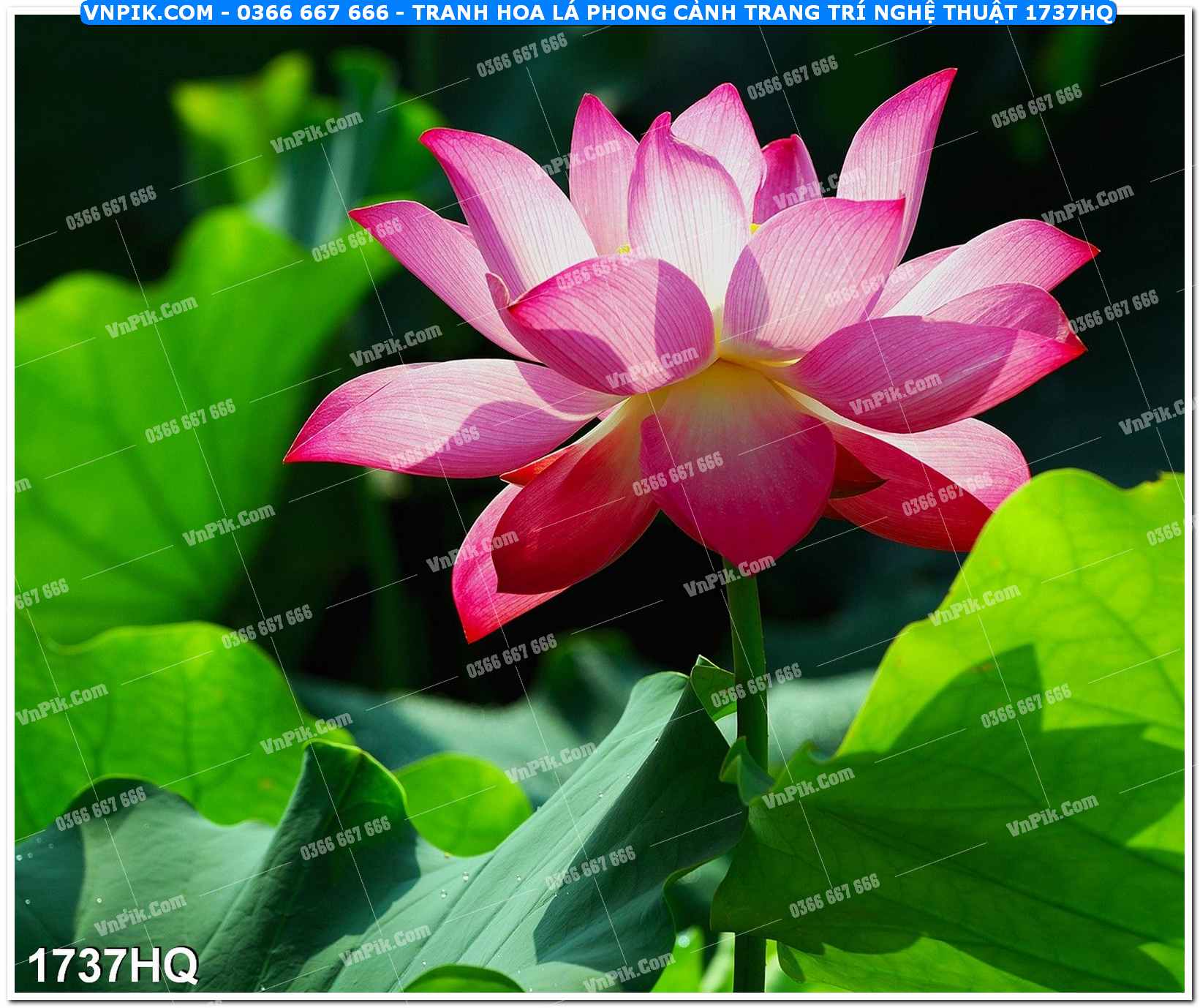 Tranh hoa lá phong cảnh trang trí nghệ thuật 1737HQ