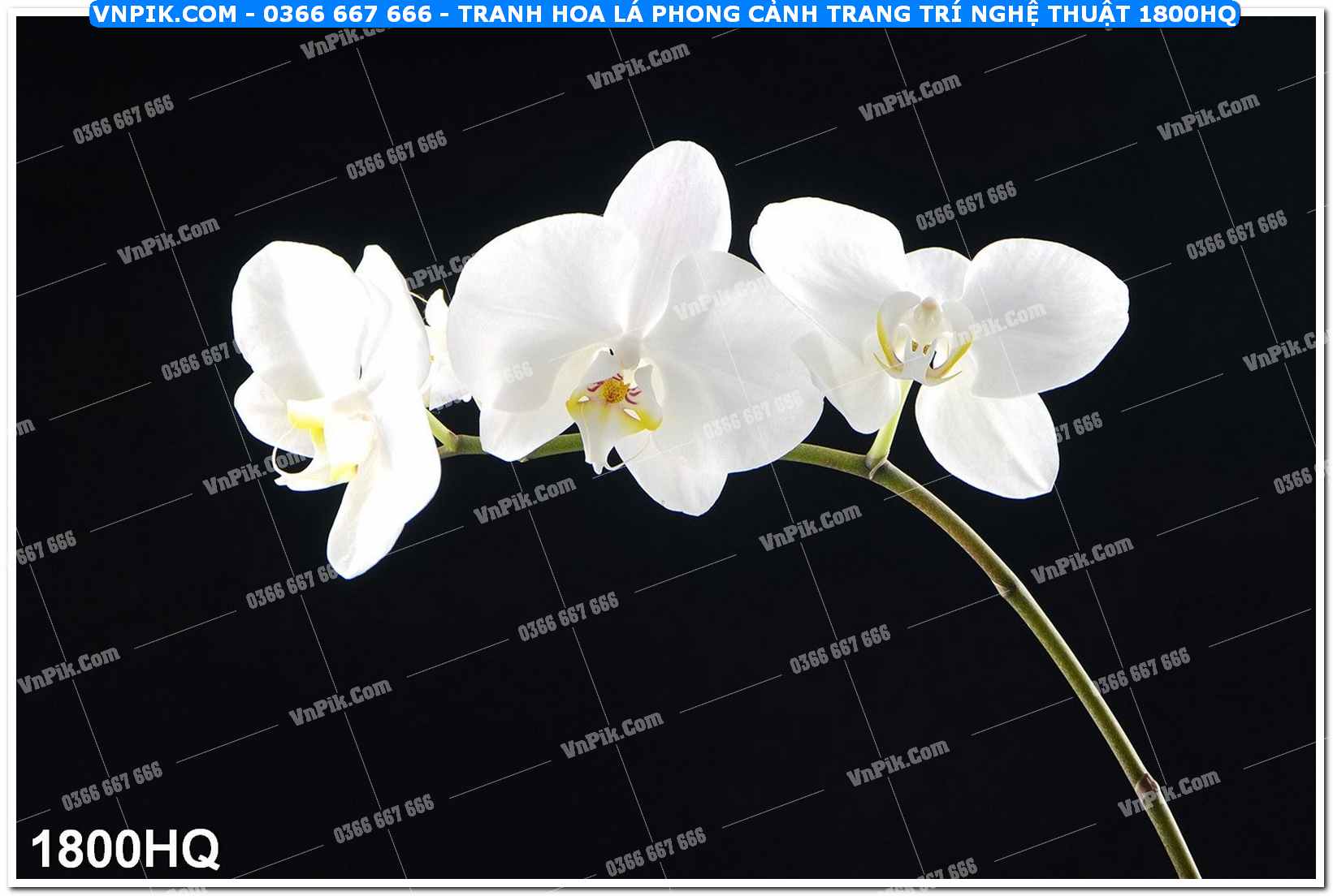 Tranh hoa lá phong cảnh trang trí nghệ thuật 1800HQ