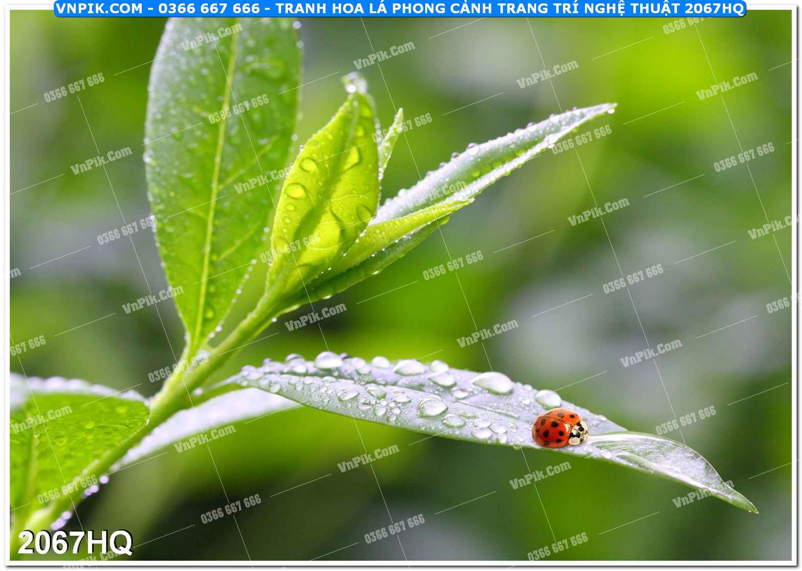 Tranh hoa lá phong cảnh trang trí nghệ thuật 2067HQ
