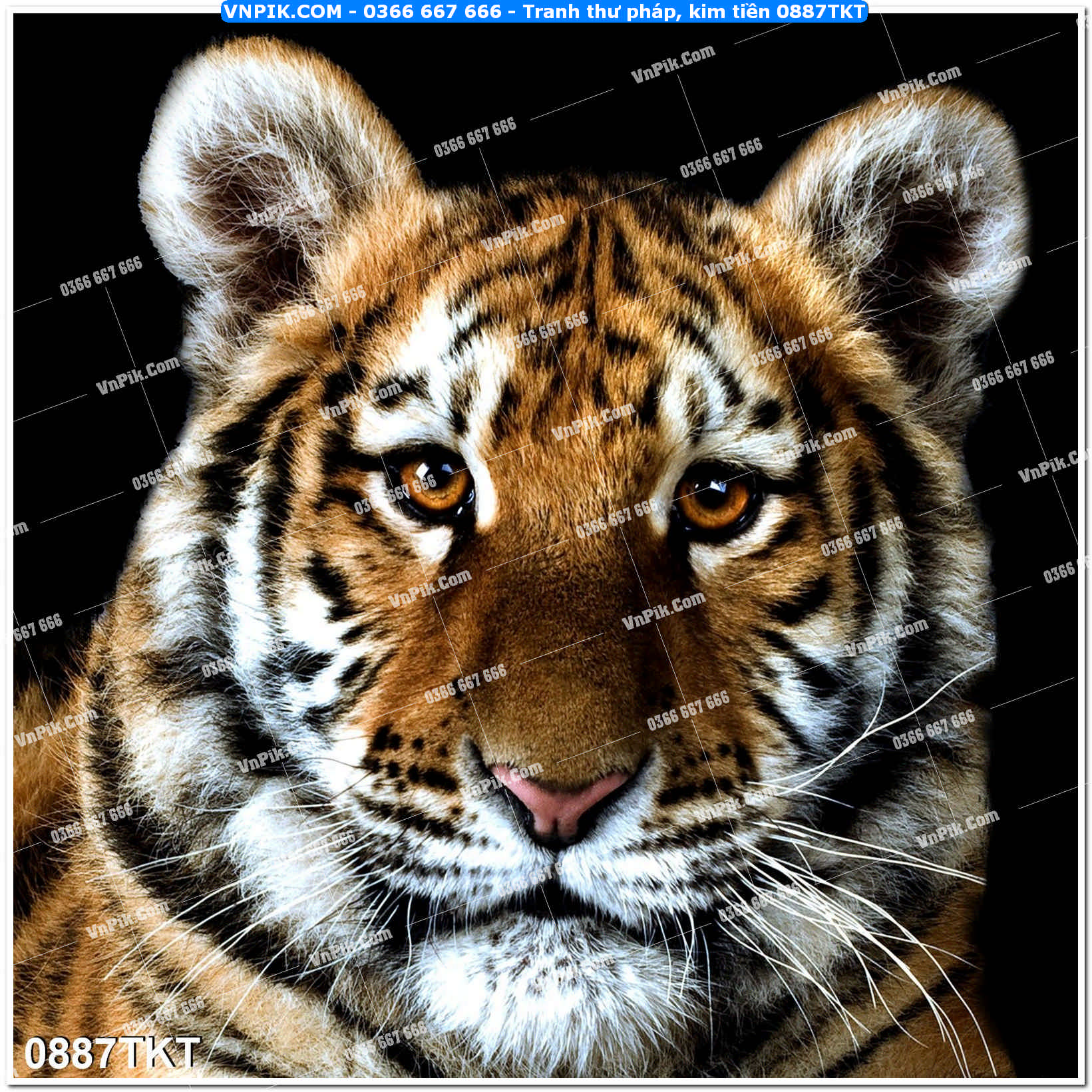 Tranh Thư Pháp – Kim Tiền 0887TKT