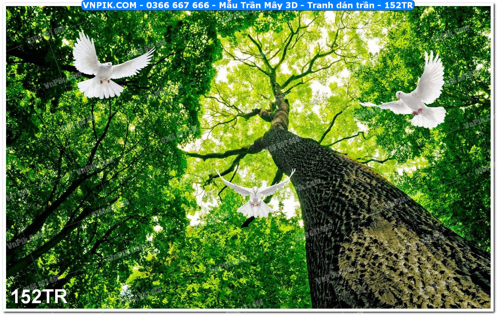 Mẫu Trần Mây 3D – Tranh dán trần 152TR