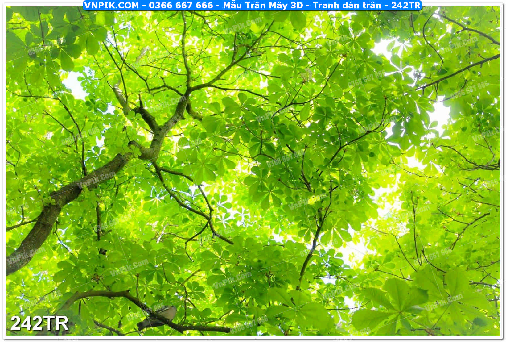 Mẫu Trần Mây 3D – Tranh dán trần 242TR