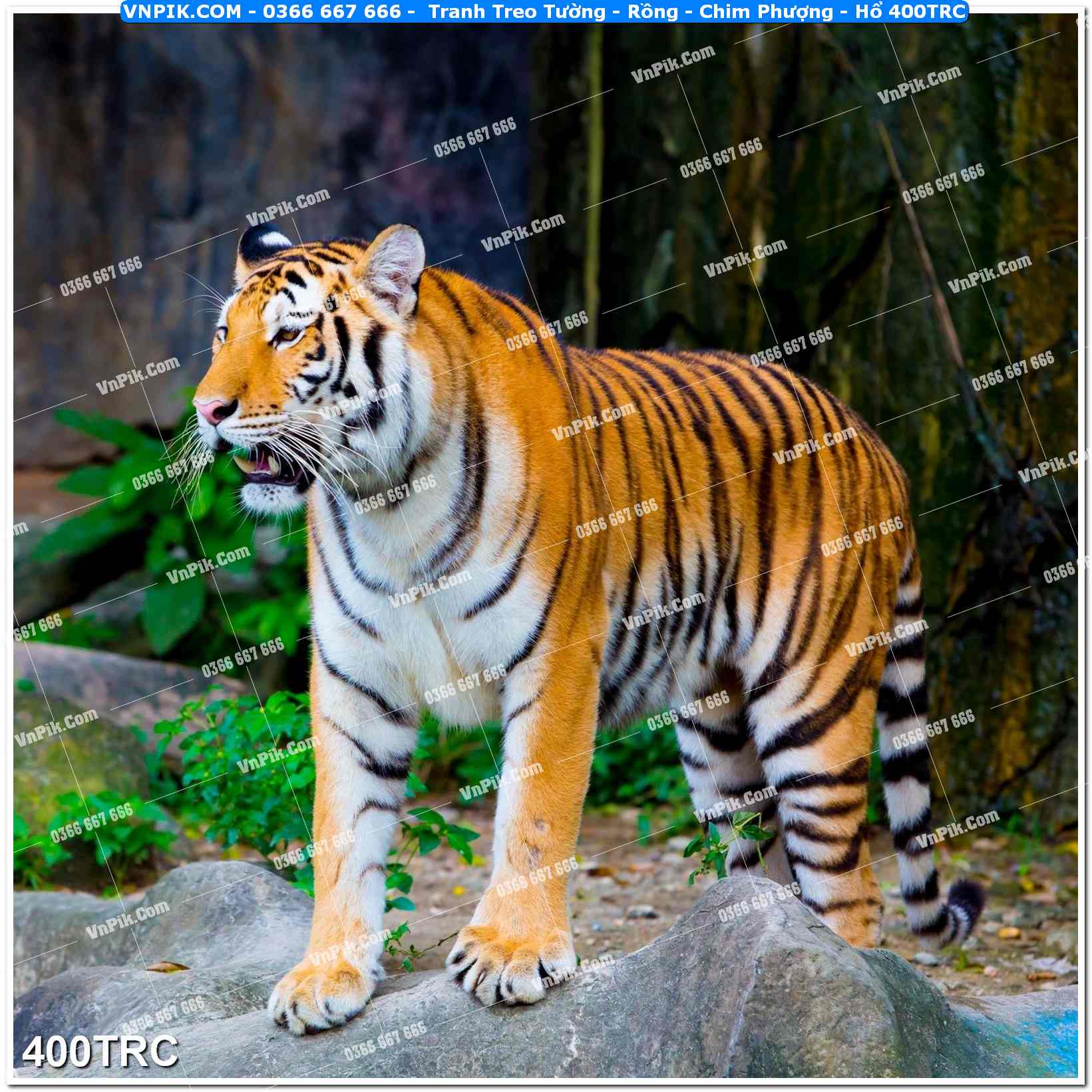 Tranh Treo Tường – Rồng – Chim Phượng – Hổ 400TRC