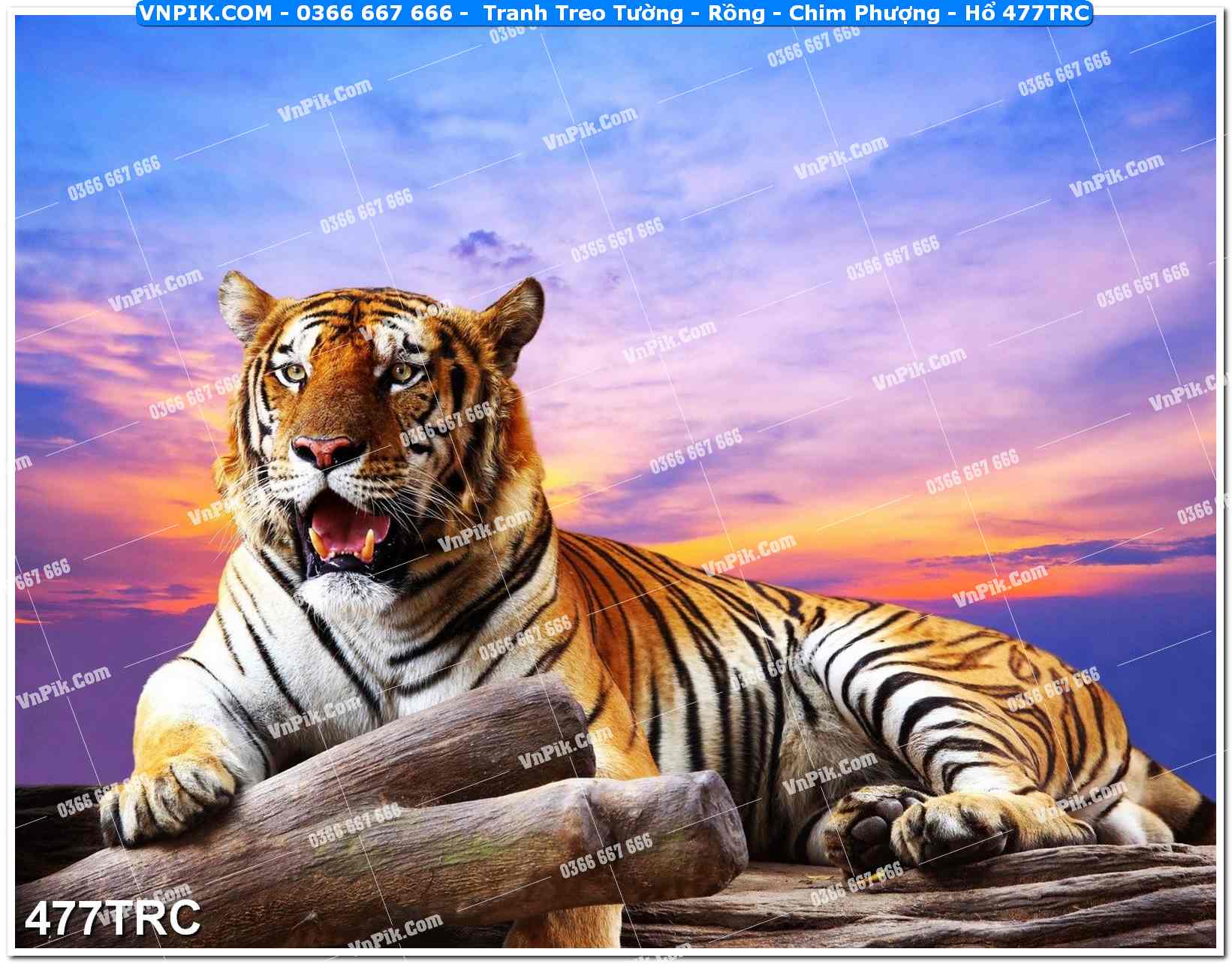 Tranh Treo Tường – Rồng – Chim Phượng – Hổ 477TRC