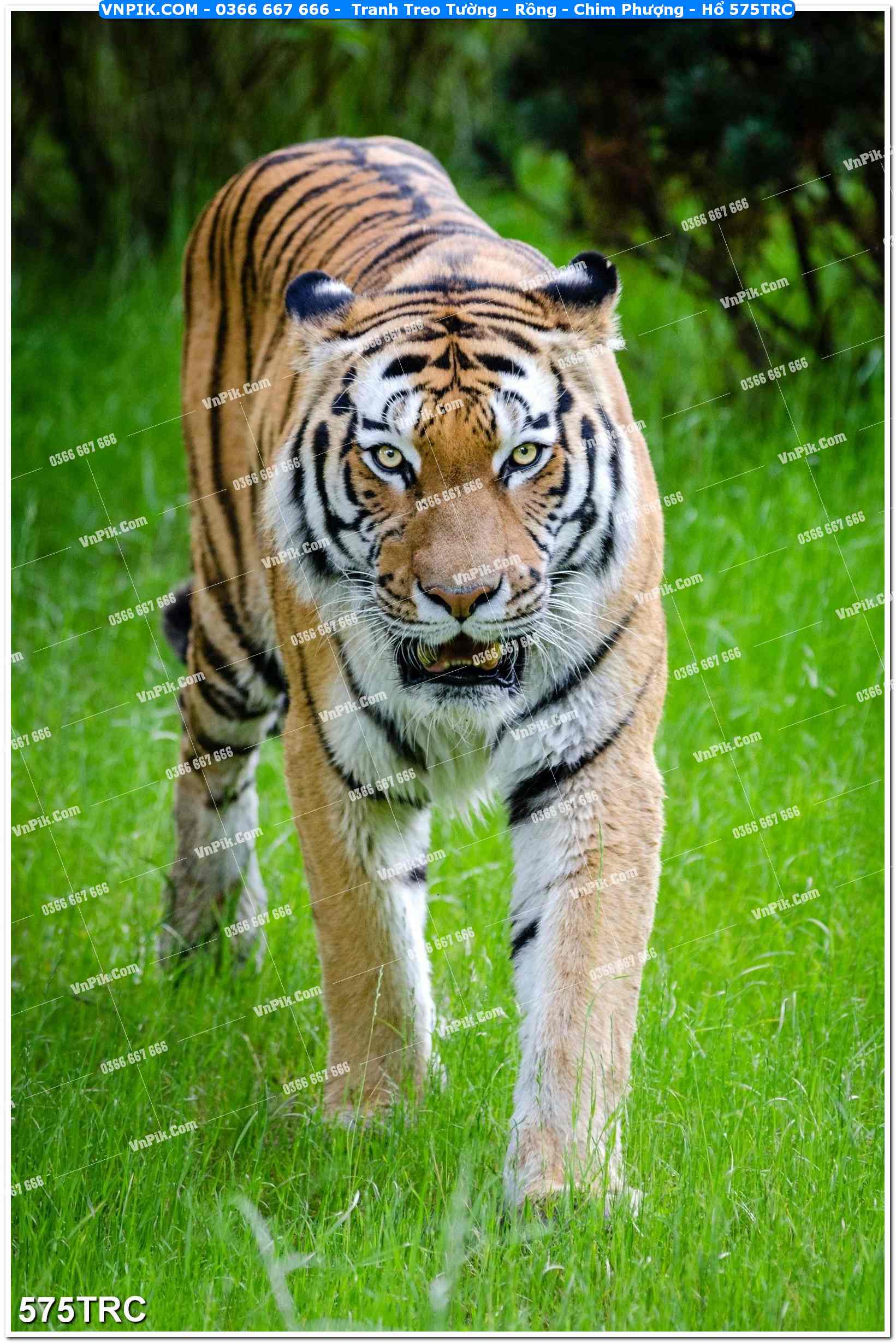 Tranh Treo Tường – Rồng – Chim Phượng – Hổ 575TRC