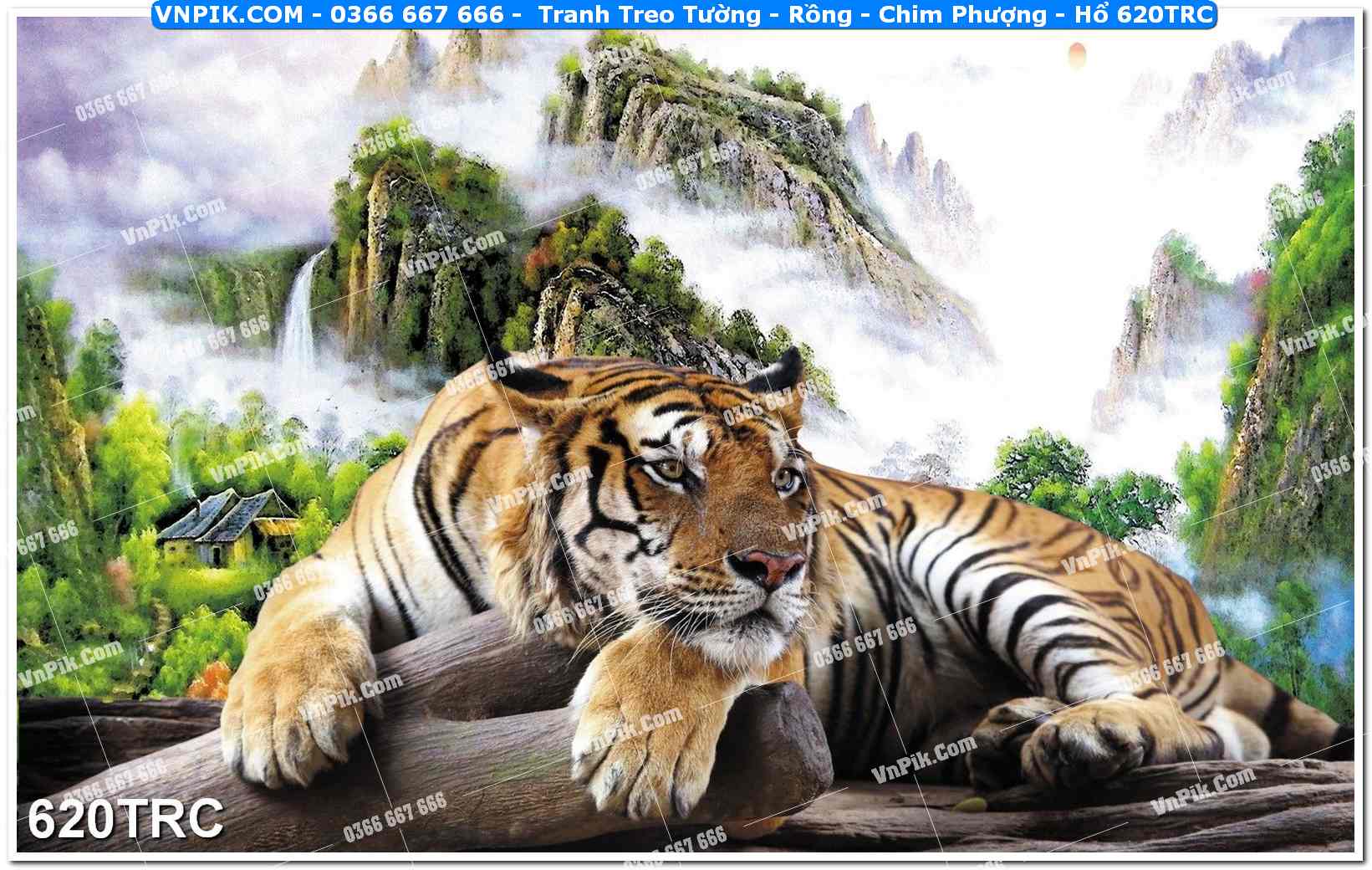 Tranh Treo Tường – Rồng – Chim Phượng – Hổ 620TRC