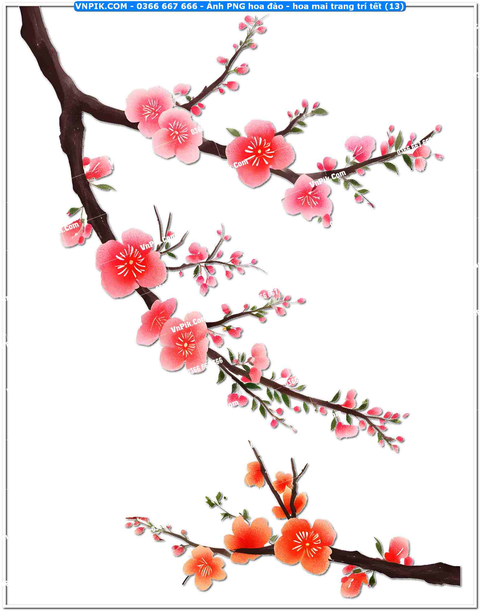 Ảnh PNG hoa đào – hoa mai trang trí tết (13)