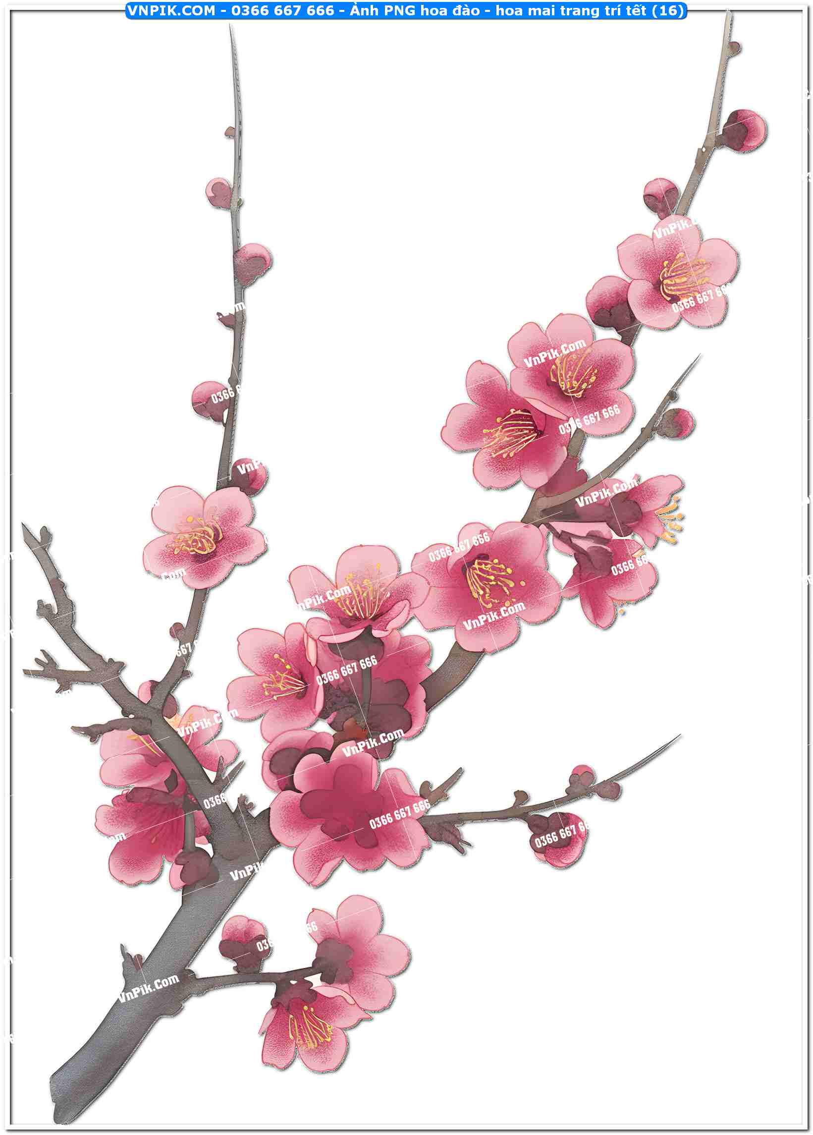Ảnh PNG hoa đào – hoa mai trang trí tết (16)