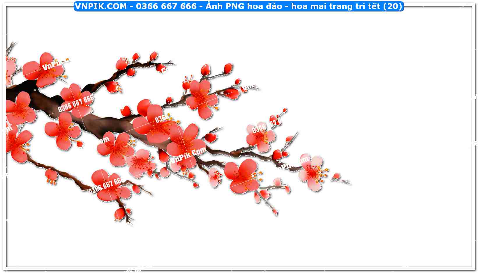 Ảnh PNG hoa đào – hoa mai trang trí tết (20)