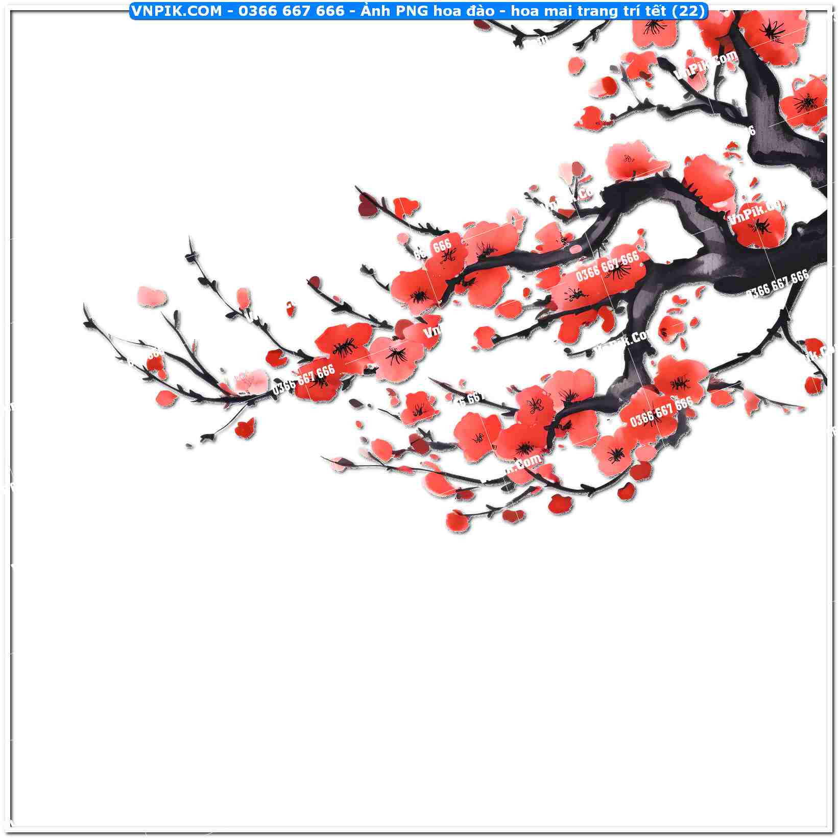 Ảnh PNG hoa đào – hoa mai trang trí tết (22)