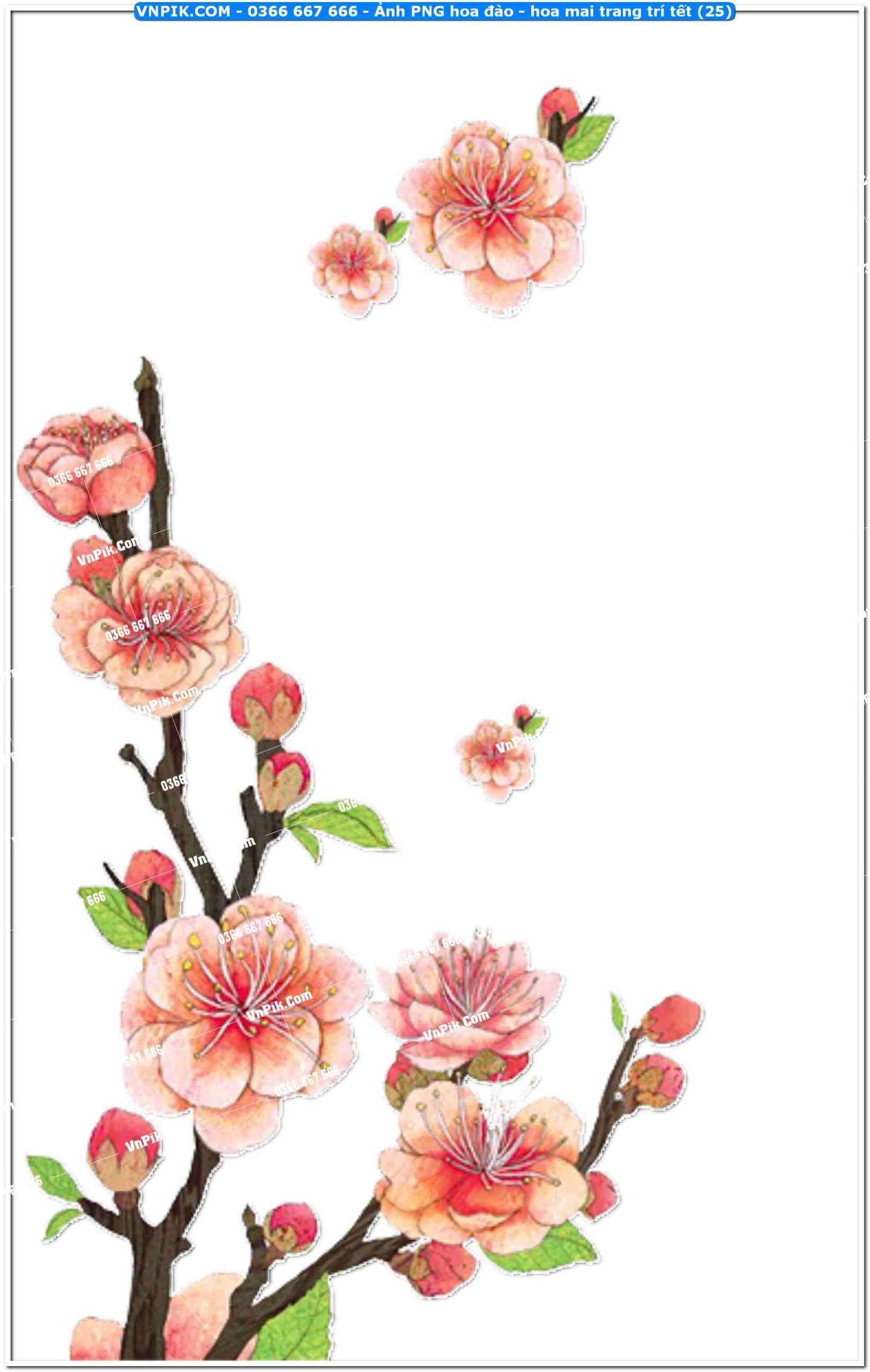 Ảnh PNG hoa đào – hoa mai trang trí tết (25)