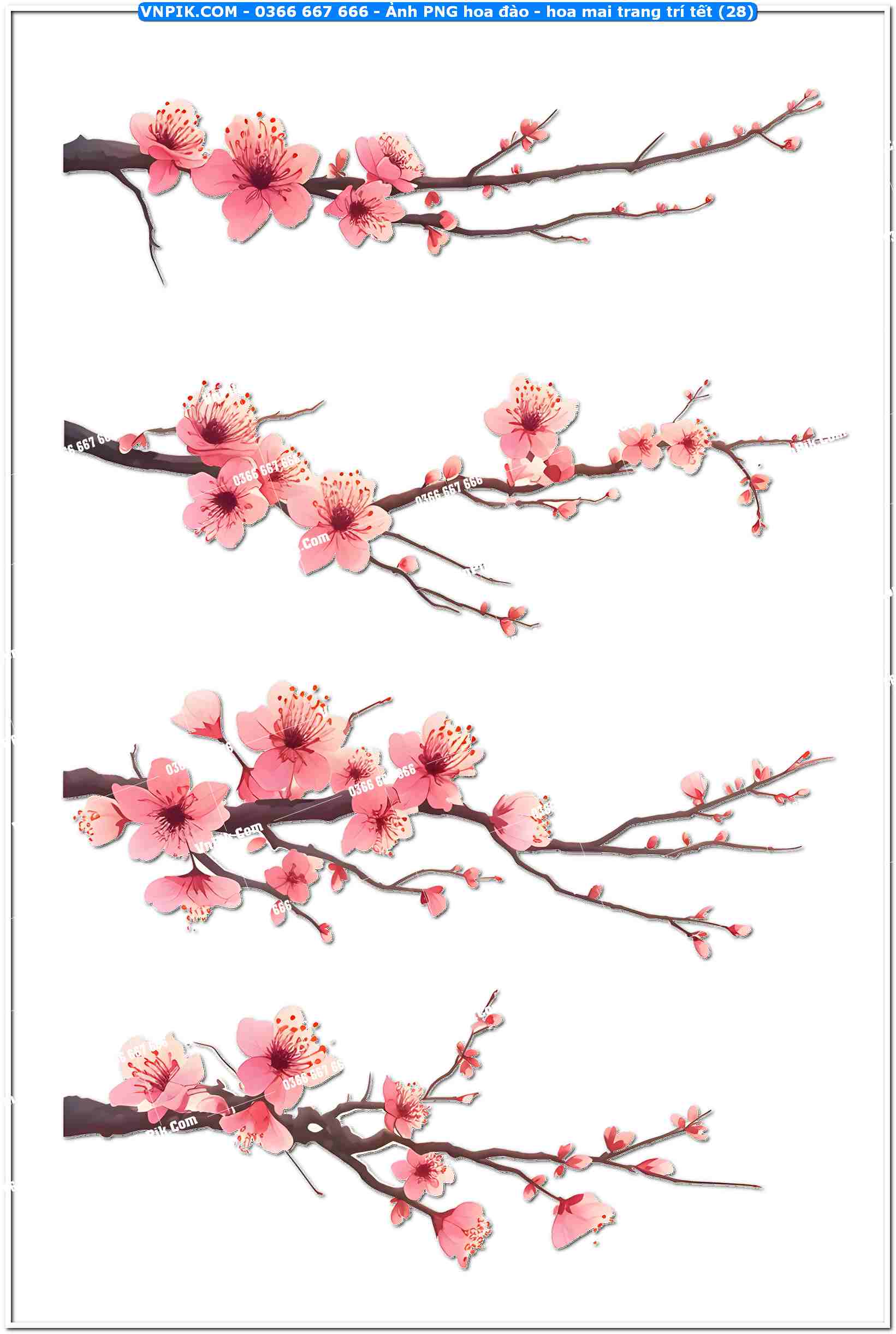 Ảnh PNG hoa đào – hoa mai trang trí tết (28)
