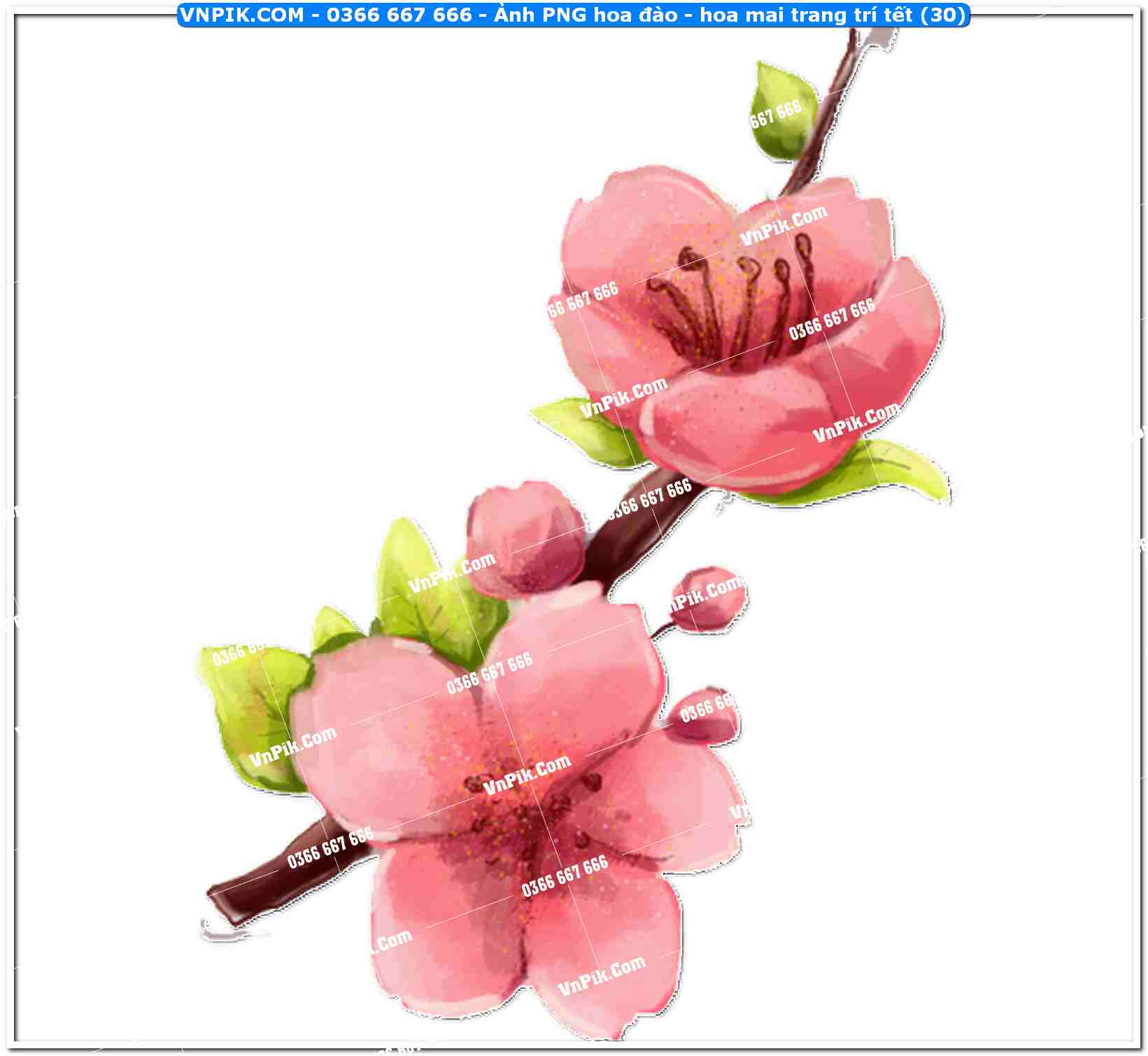 Ảnh PNG hoa đào – hoa mai trang trí tết (30)