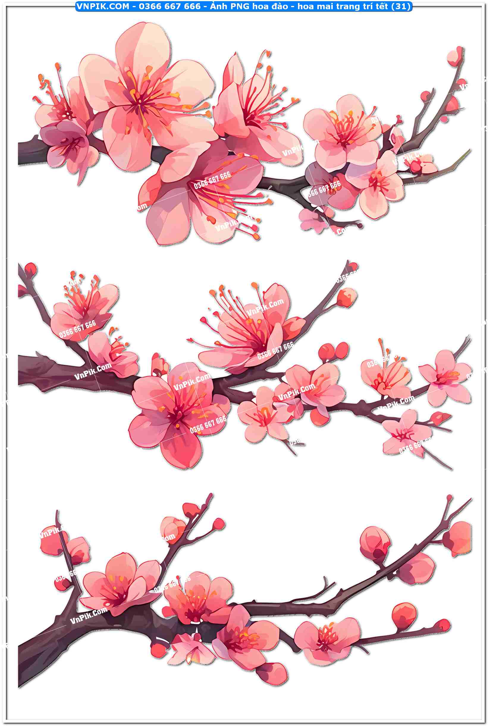 Ảnh PNG hoa đào – hoa mai trang trí tết (31)