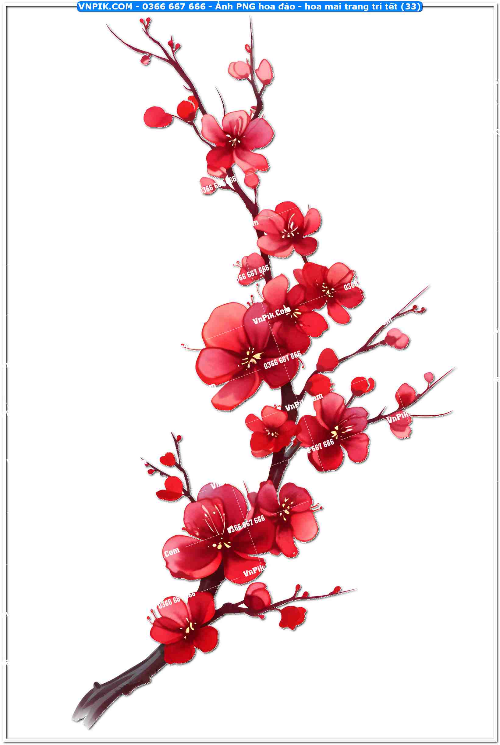 Ảnh PNG hoa đào – hoa mai trang trí tết (33)