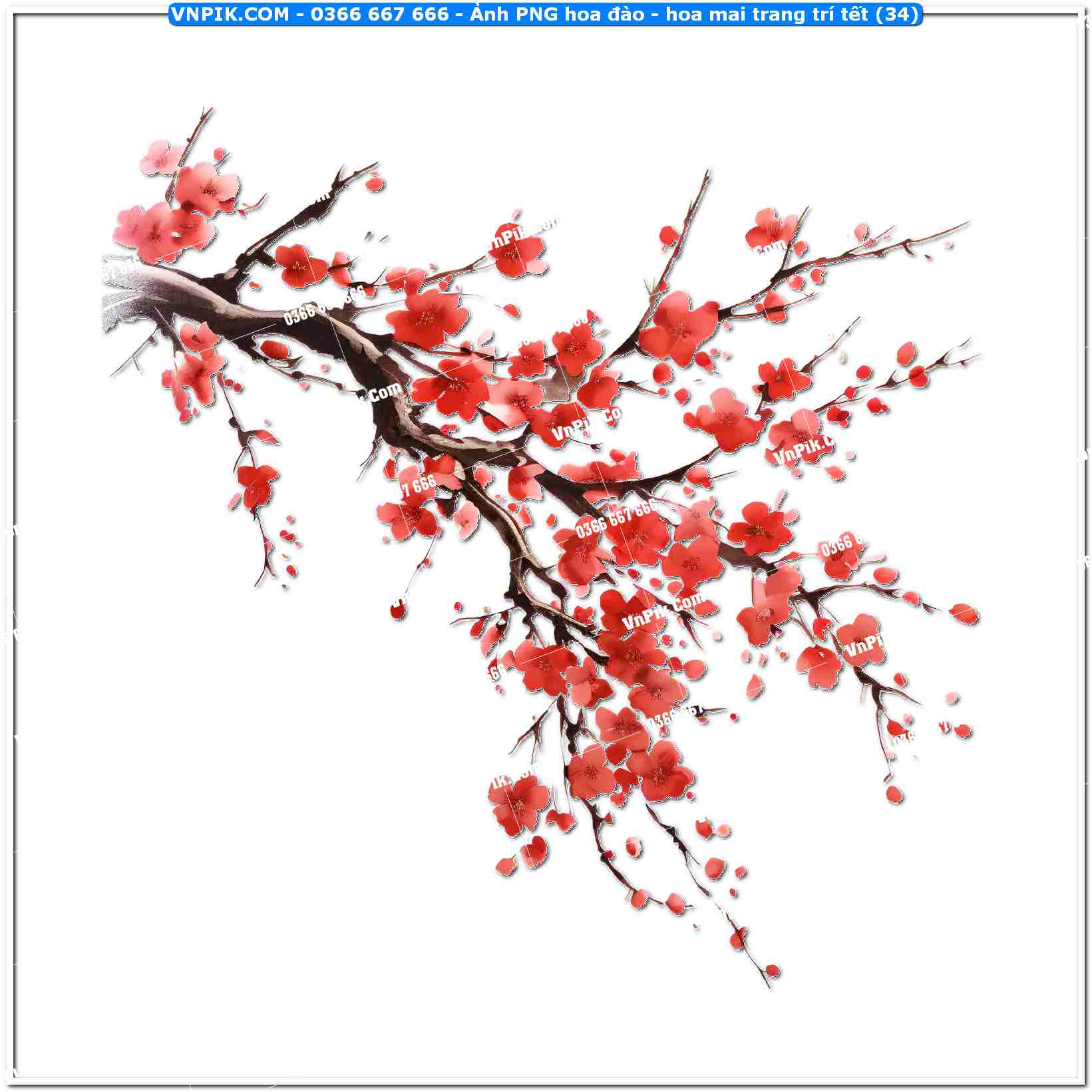 Ảnh PNG hoa đào – hoa mai trang trí tết (34)