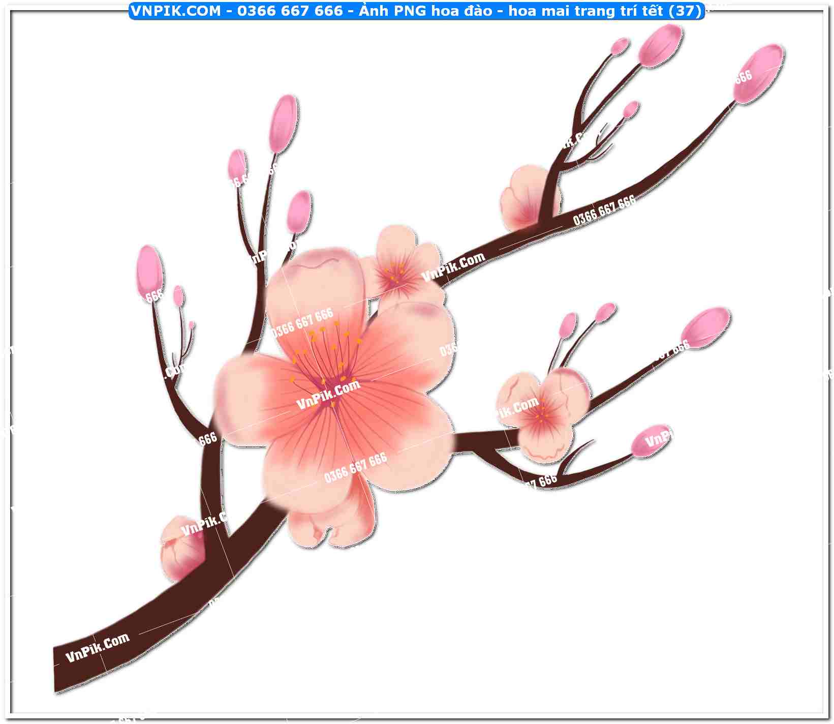 Ảnh PNG hoa đào – hoa mai trang trí tết (37)