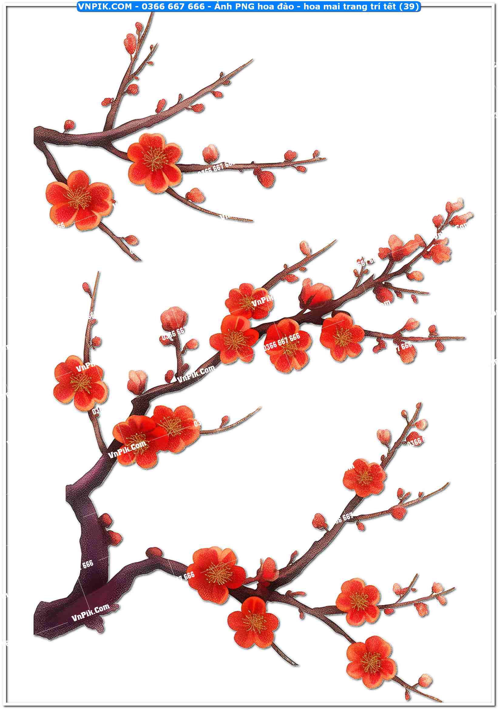 Ảnh PNG hoa đào – hoa mai trang trí tết (39)
