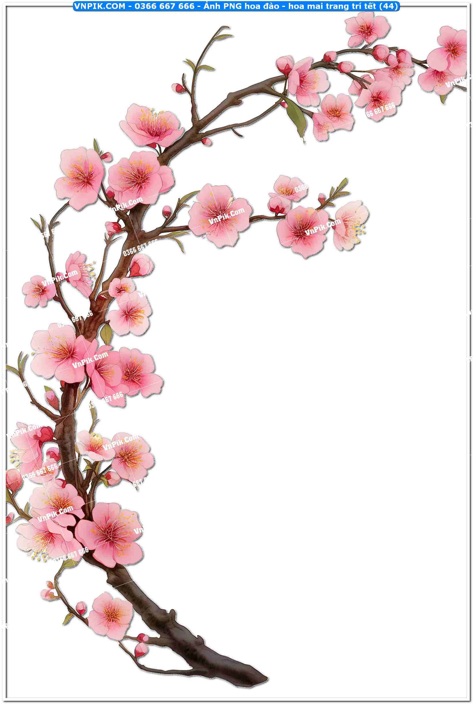 Ảnh PNG hoa đào – hoa mai trang trí tết (44)