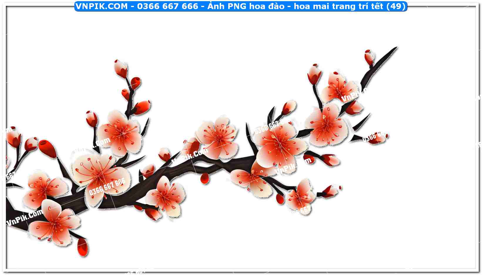 Ảnh PNG hoa đào – hoa mai trang trí tết (49)