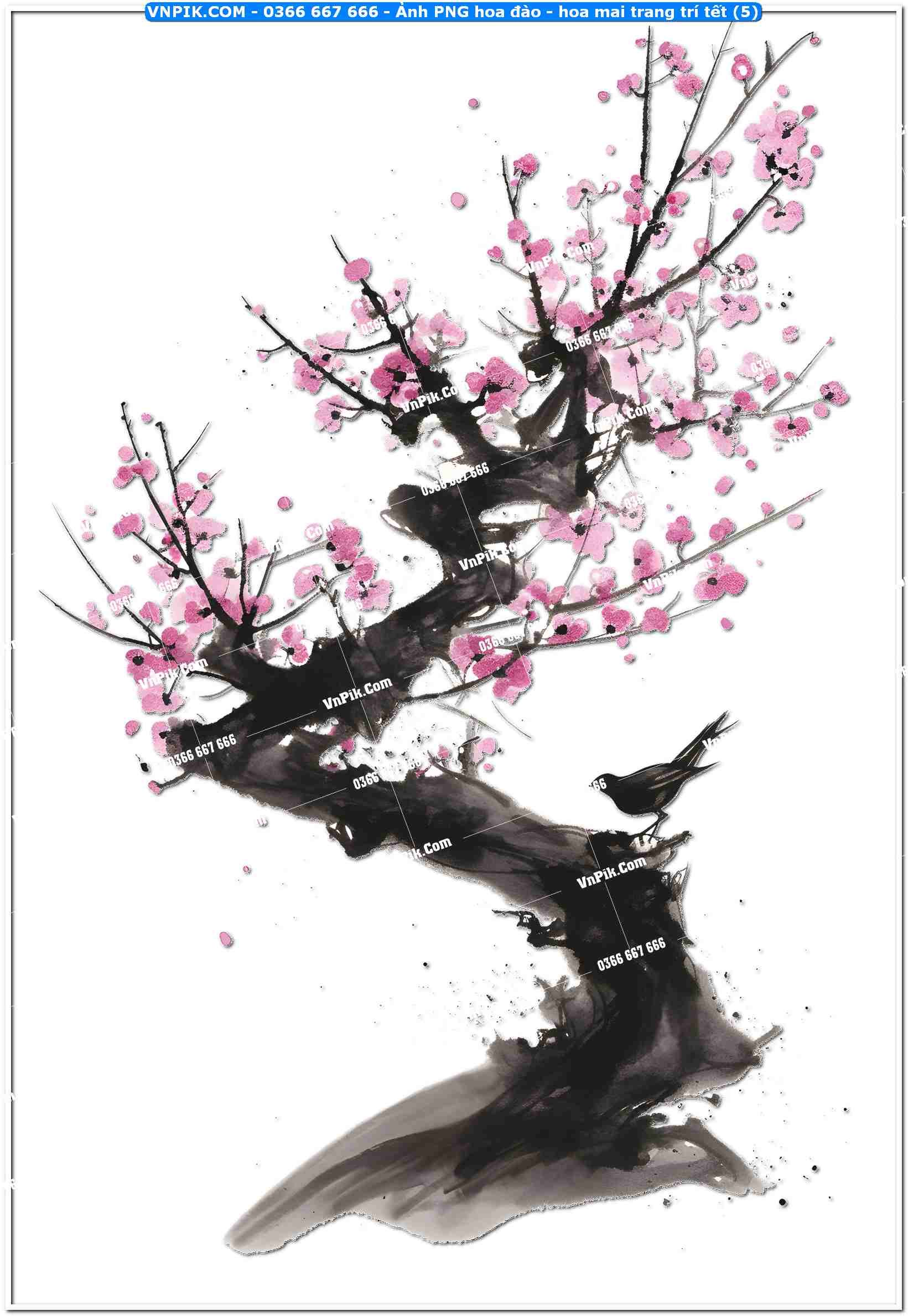 Ảnh PNG hoa đào – hoa mai trang trí tết (5)