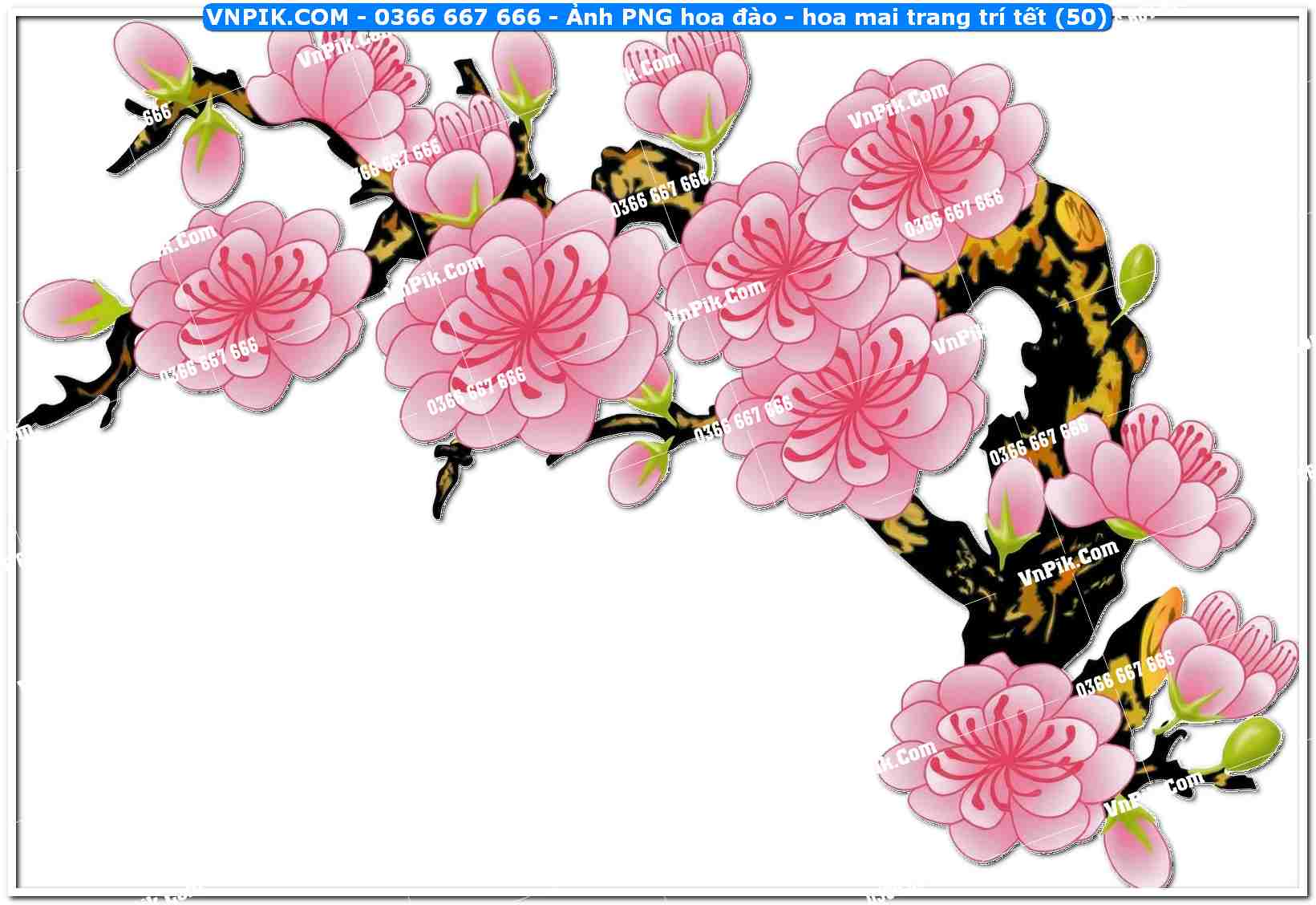 Ảnh PNG hoa đào – hoa mai trang trí tết (50)