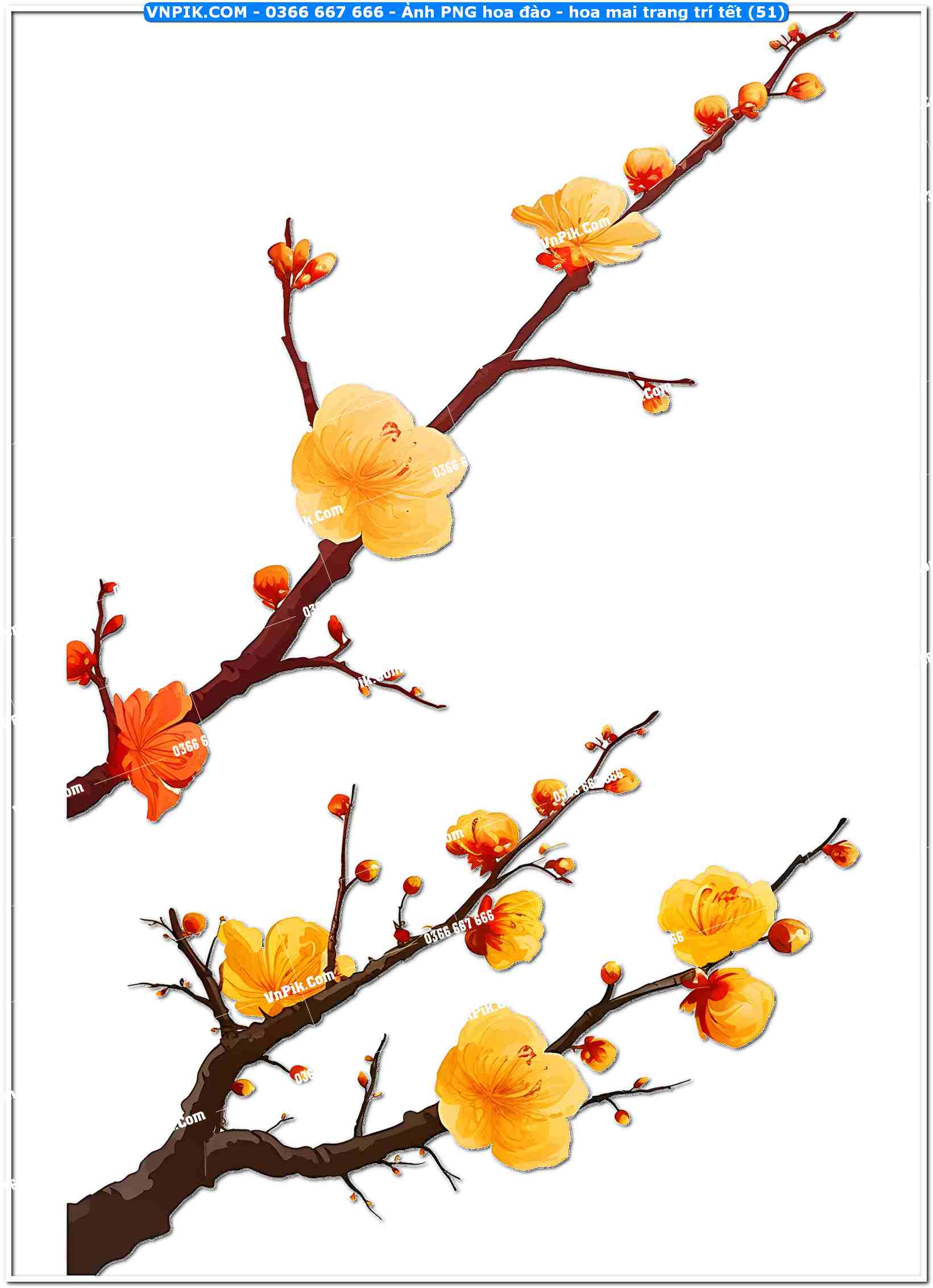 Ảnh PNG hoa đào – hoa mai trang trí tết (51)