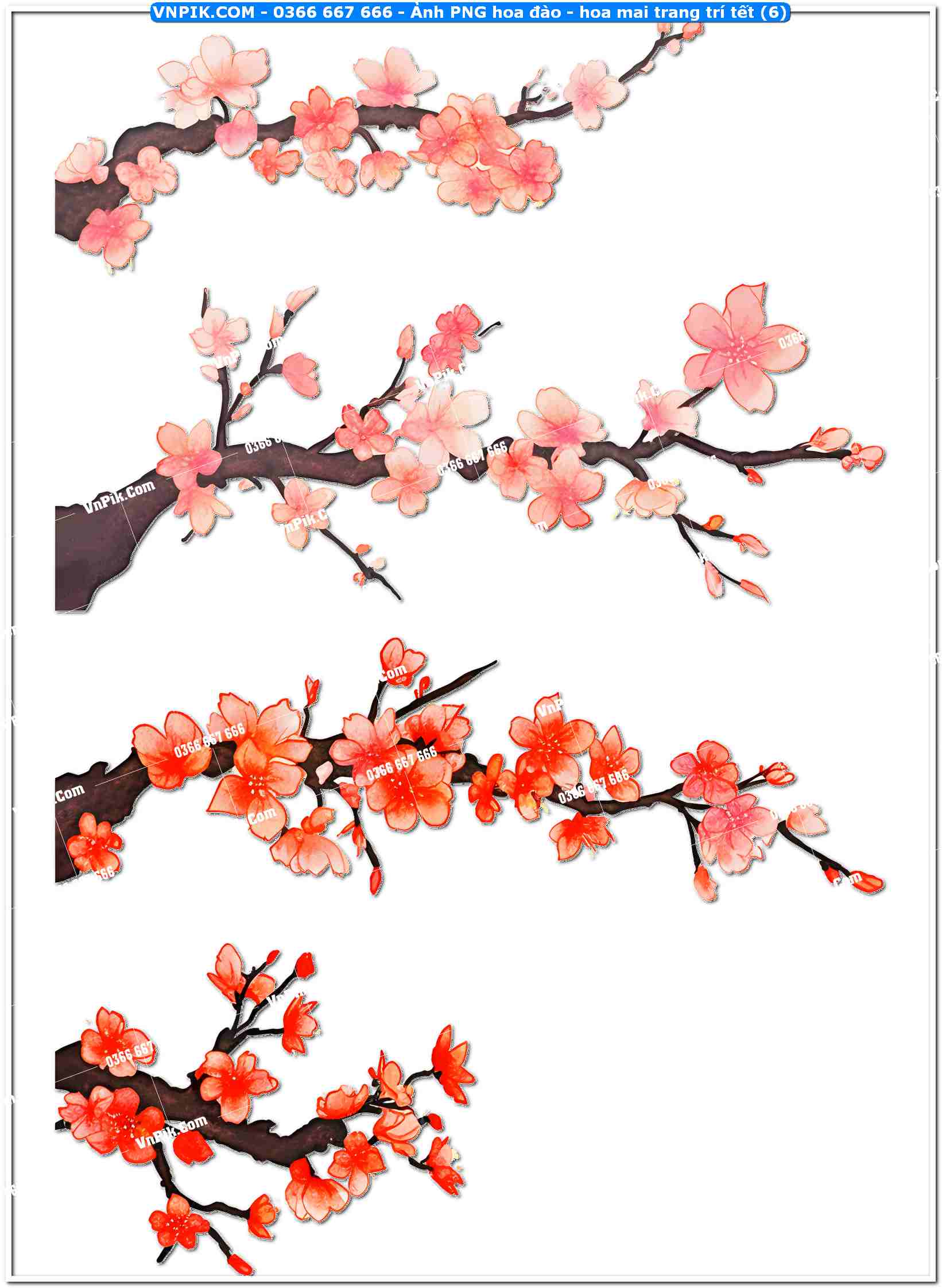 Ảnh PNG hoa đào – hoa mai trang trí tết (6)
