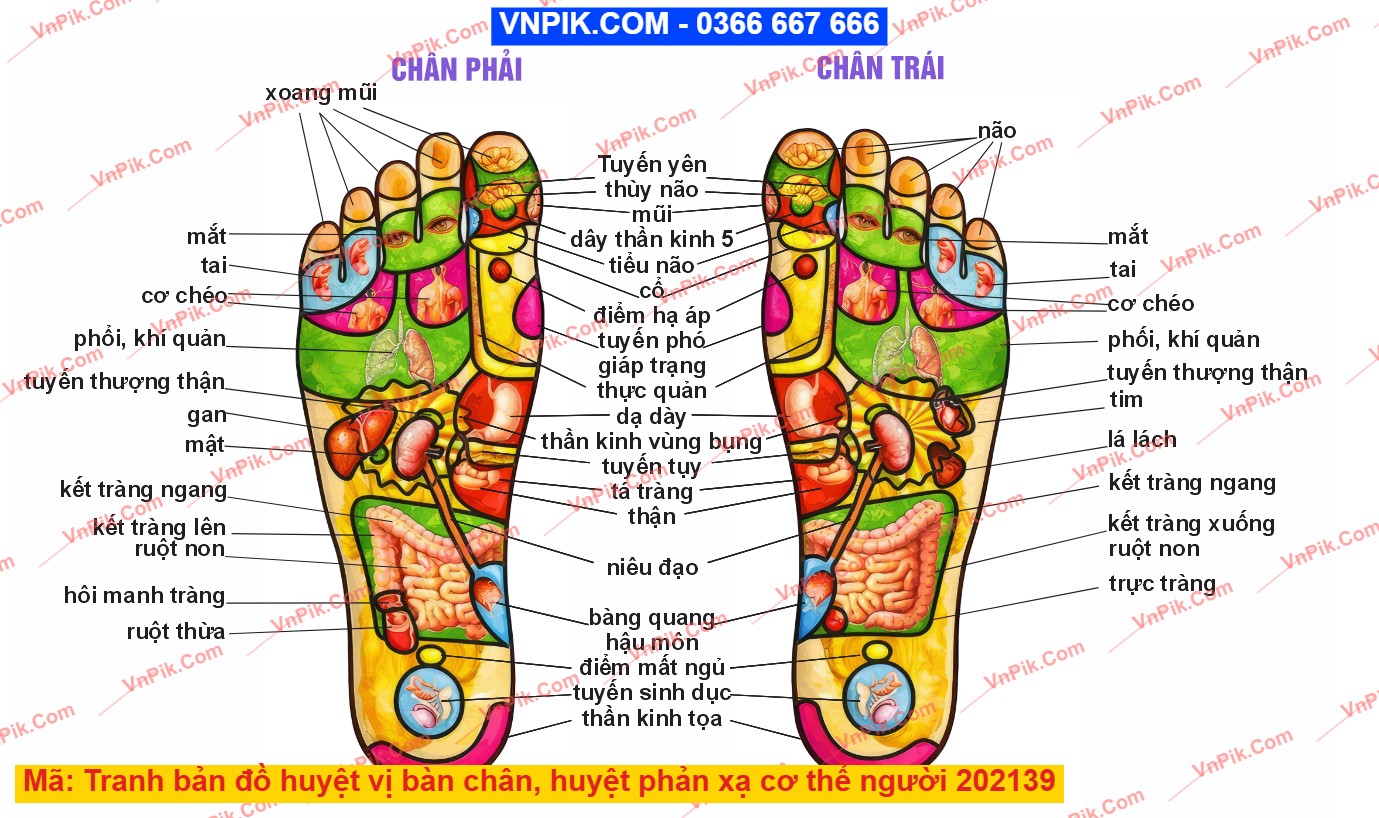 Tranh bản đồ huyệt vị bàn chân, huyệt phản xạ cơ thể người 202139